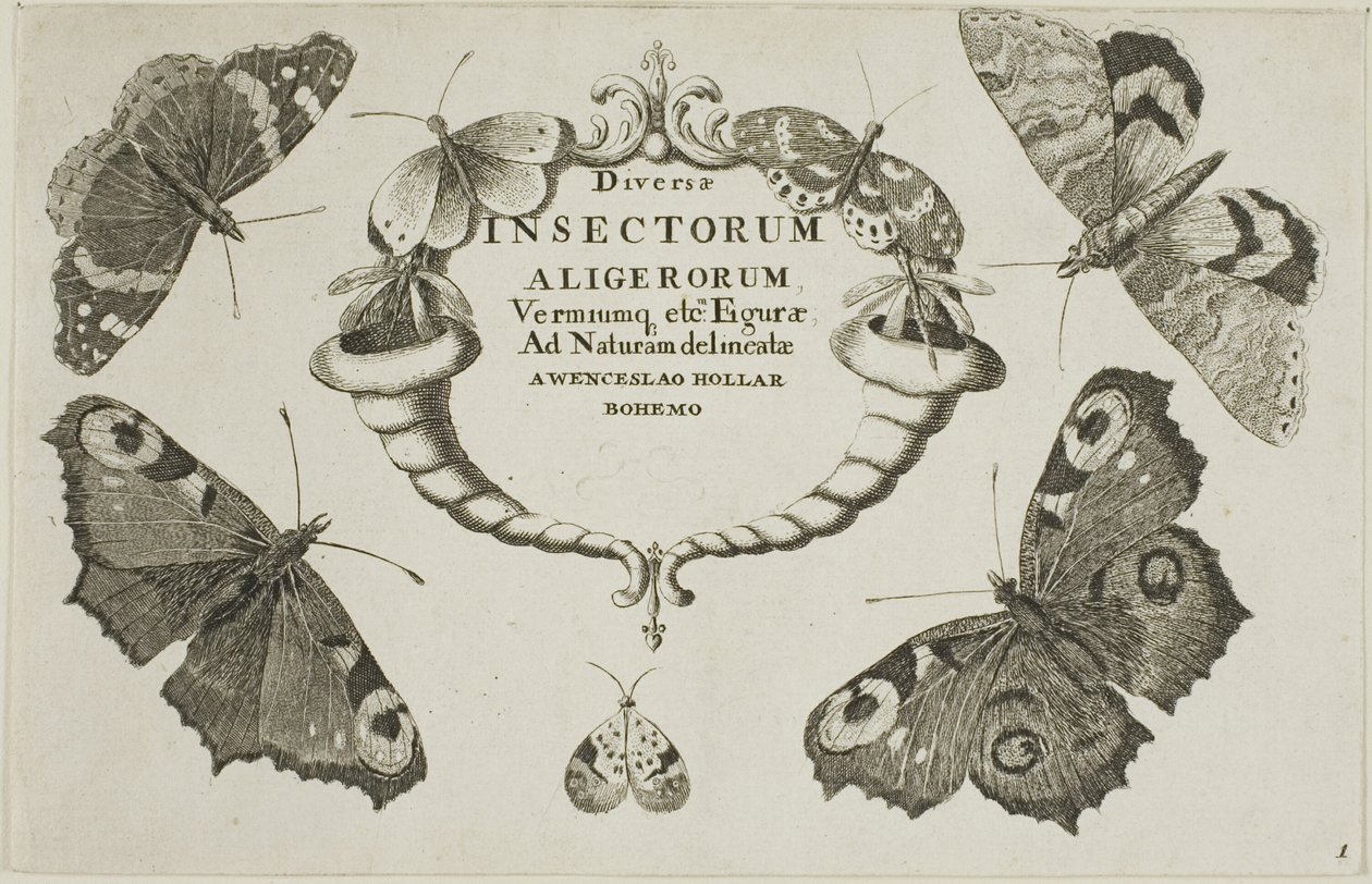 Titulní strana z Miscellaneous Insects od Wenceslaus Hollar