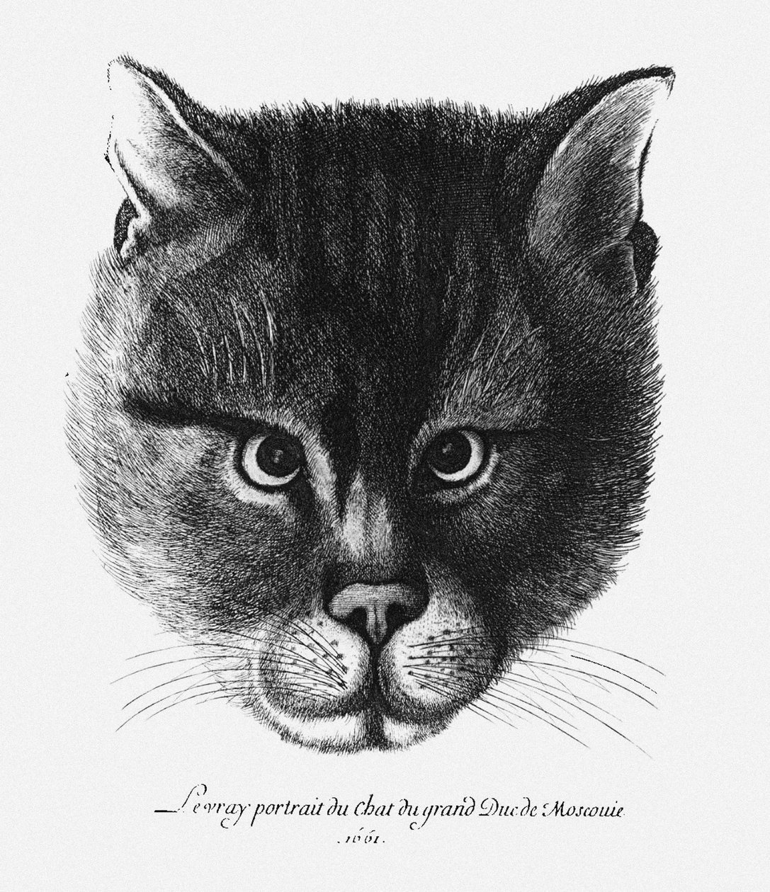 Pravdivý obrázek Kočky cara Alexise I. Michajloviče z Ruska od Wenceslaus Hollar