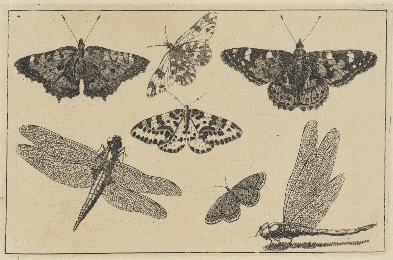 Dvě vážky a pět motýlů Různý hmyz (název série) Diversae Insectorum (název série) od Wenceslaus Hollar