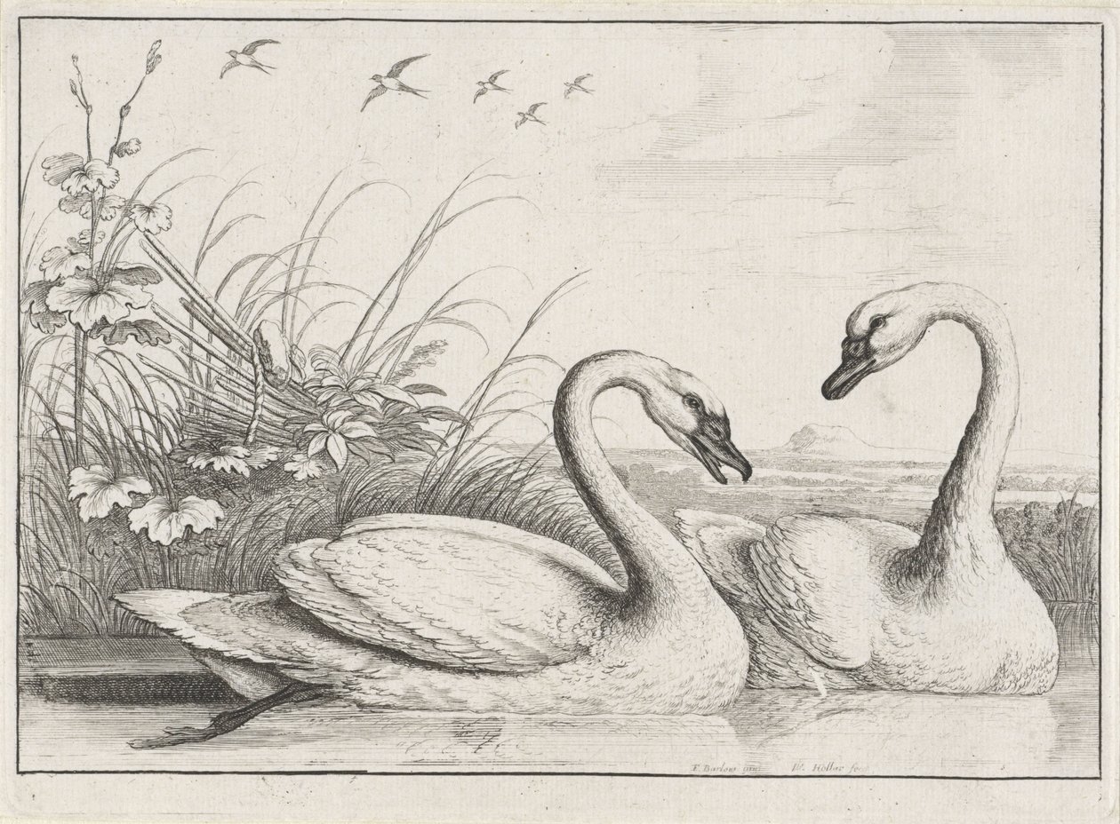 dvě labutě Druh Diversae avium (název série) Různí ptáci (název série) od Wenceslaus Hollar