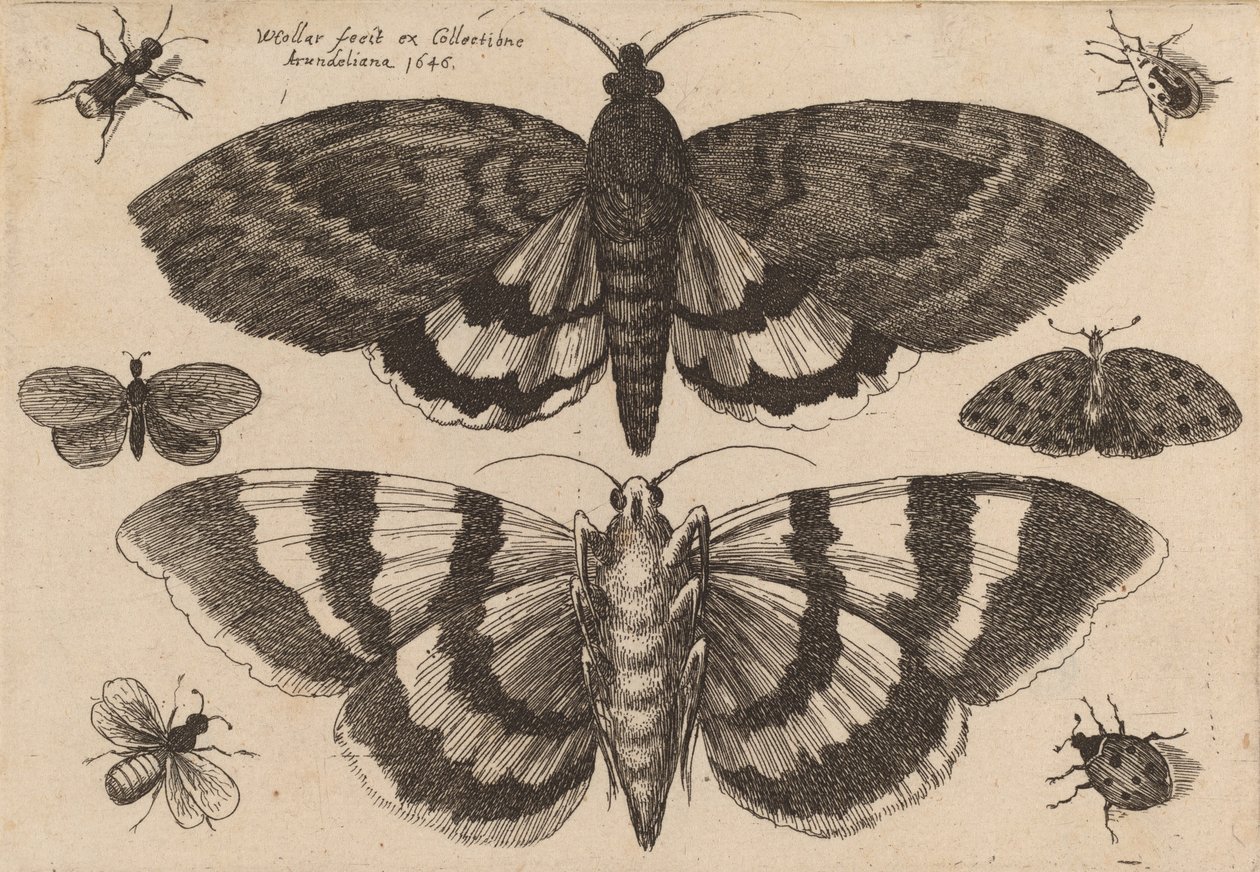 Dva můry a šest hmyzu, 1646. od Wenceslaus Hollar
