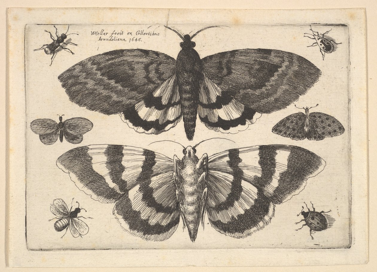 Dva můry a šest hmyzu, 1645. od Wenceslaus Hollar