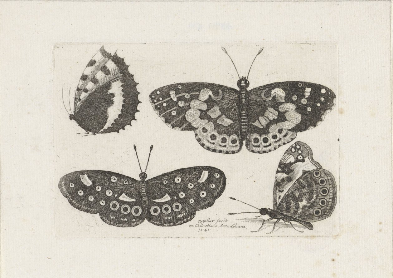 Vier vlinders Hmyz (název série) Scarab mouchy (název série) od Wenceslaus Hollar