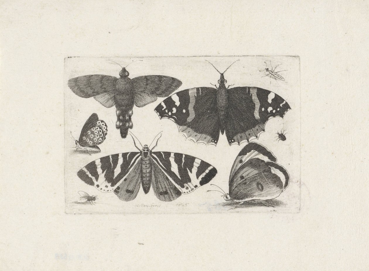 Čtyři motýli, můra, dva brouci a moucha od Wenceslaus Hollar