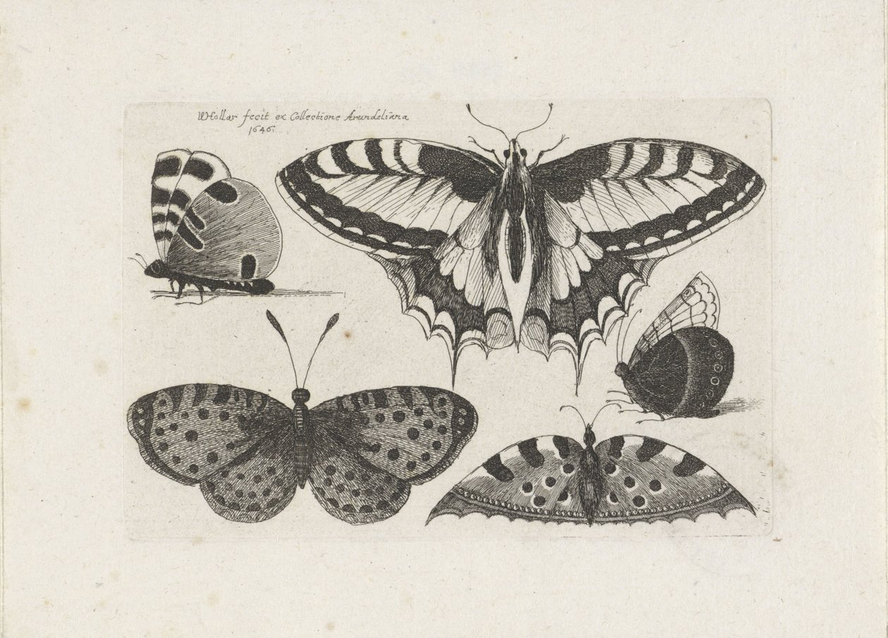 Pět motýlů Hmyz (název série) Muscarum Scarabeorum (název série) od Wenceslaus Hollar