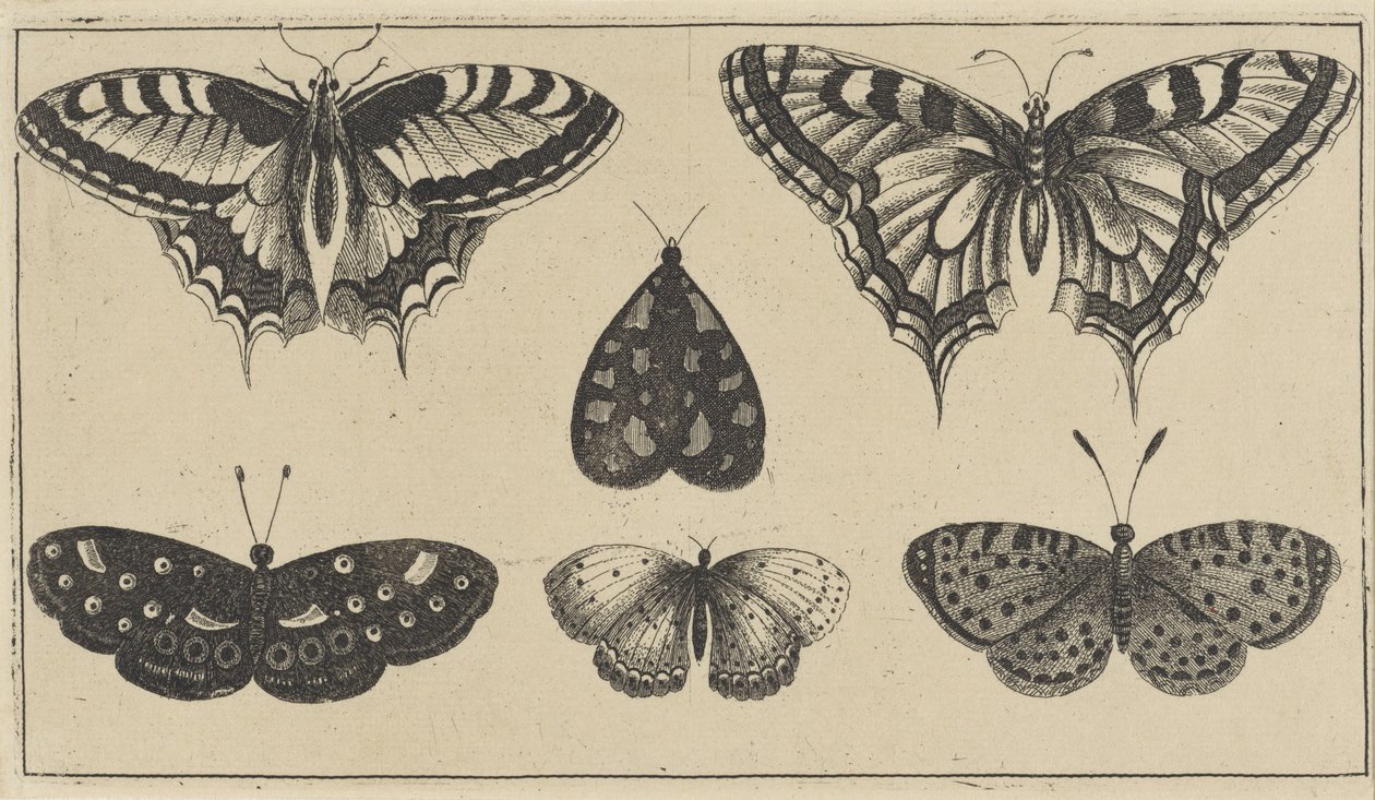 Pět motýlů a můra Různý hmyz (název série) Diversae Insectorum (název série) od Wenceslaus Hollar