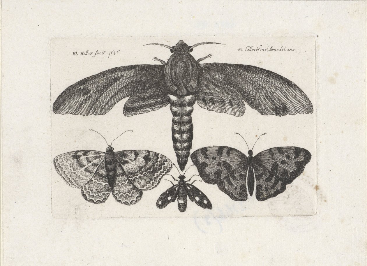Motýli a můra Hmyz (název série) Muscarum Scarabeorum (název série) od Wenceslaus Hollar