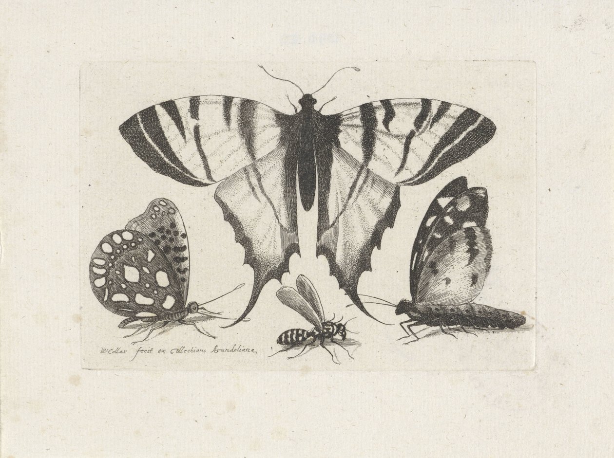 Motýli a vosa Hmyz (název série) Muscarum Scarabeorum (název série) od Wenceslaus Hollar