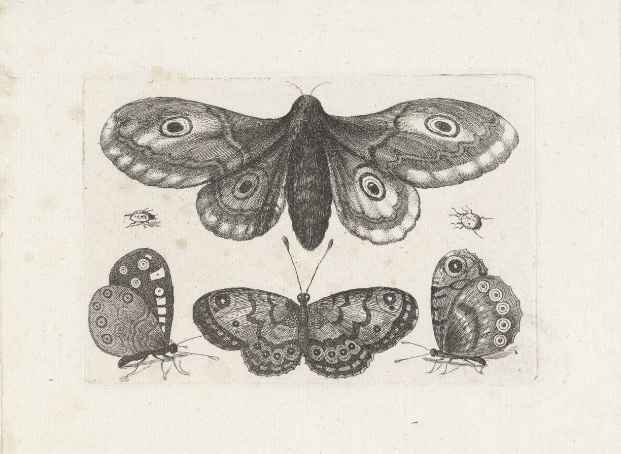 Motýli, brouci a můra Hmyz (název série) Muscarum Scarabeorum (název série) od Wenceslaus Hollar