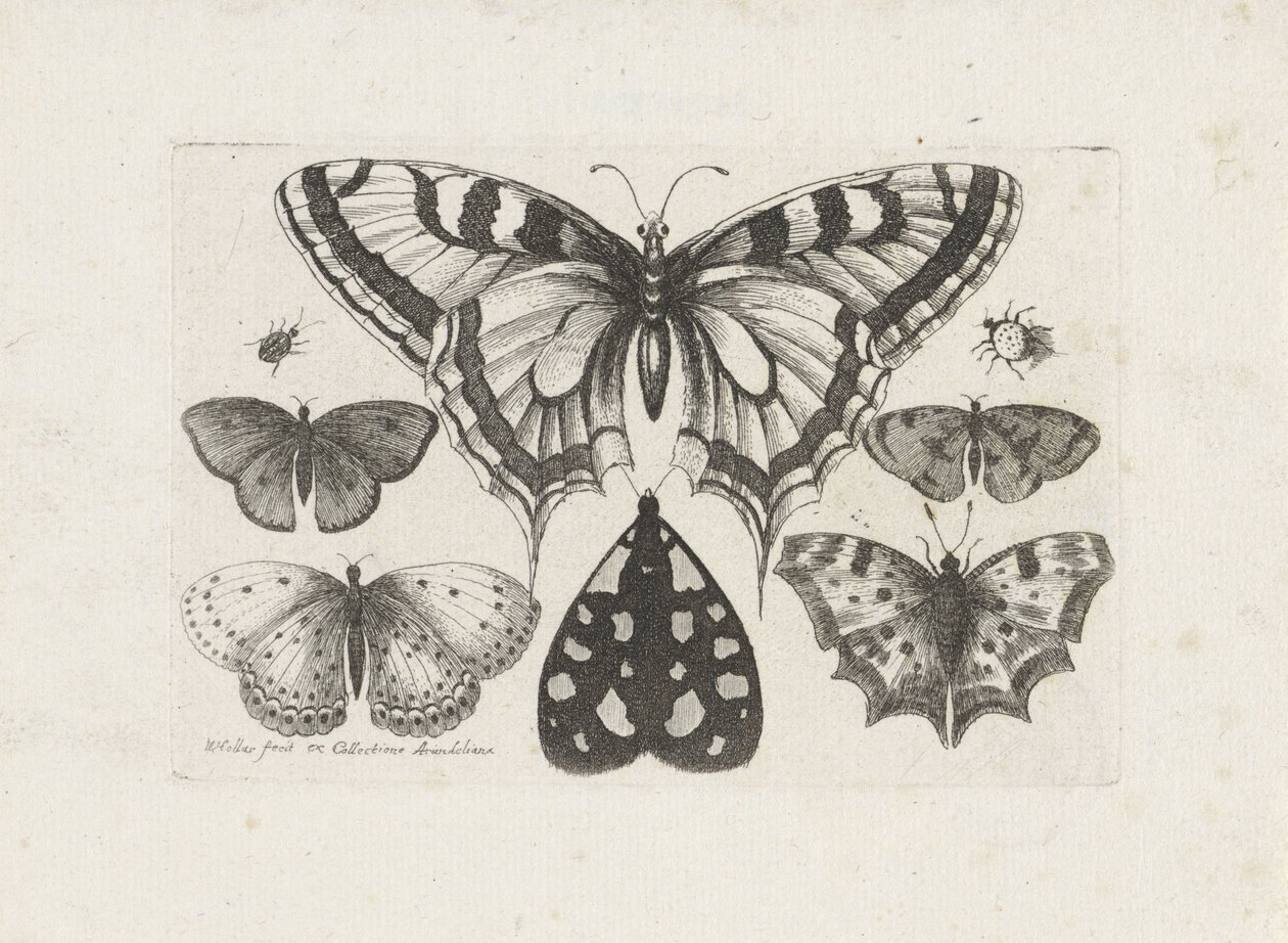 Motýli, brouci a můra Hmyz (název série) Muscarum Scarabeorum (název série) od Wenceslaus Hollar