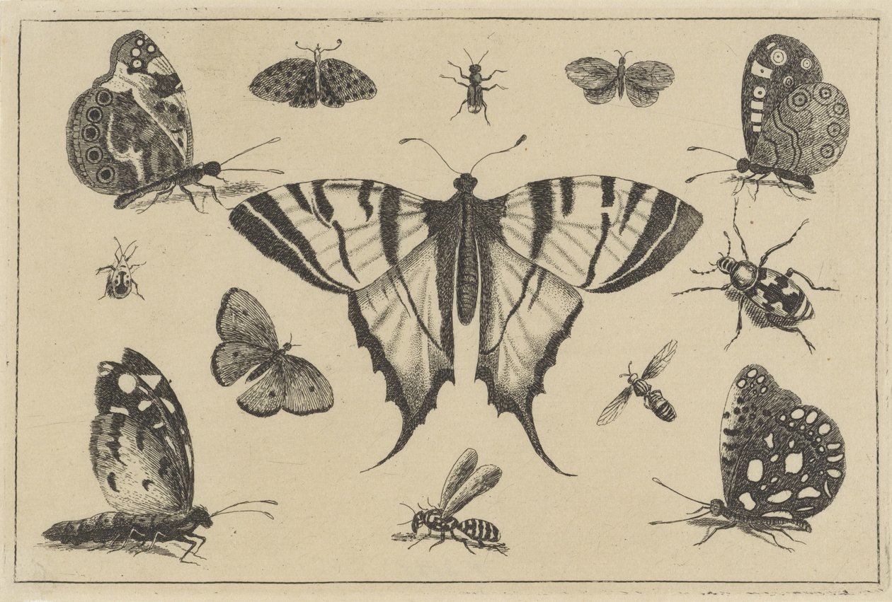 Motýli, vosy a další hmyz Různý hmyz (název série) Diversae Insectorum (název série) od Wenceslaus Hollar