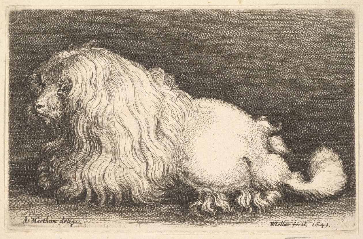 Bílý pes, 1649. od Wenceslaus Hollar