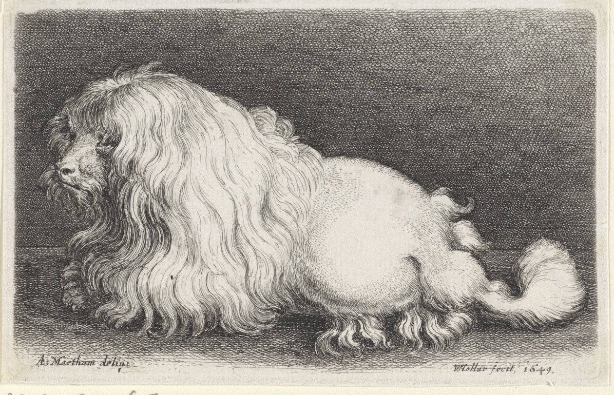 Bílý pes od Wenceslaus Hollar