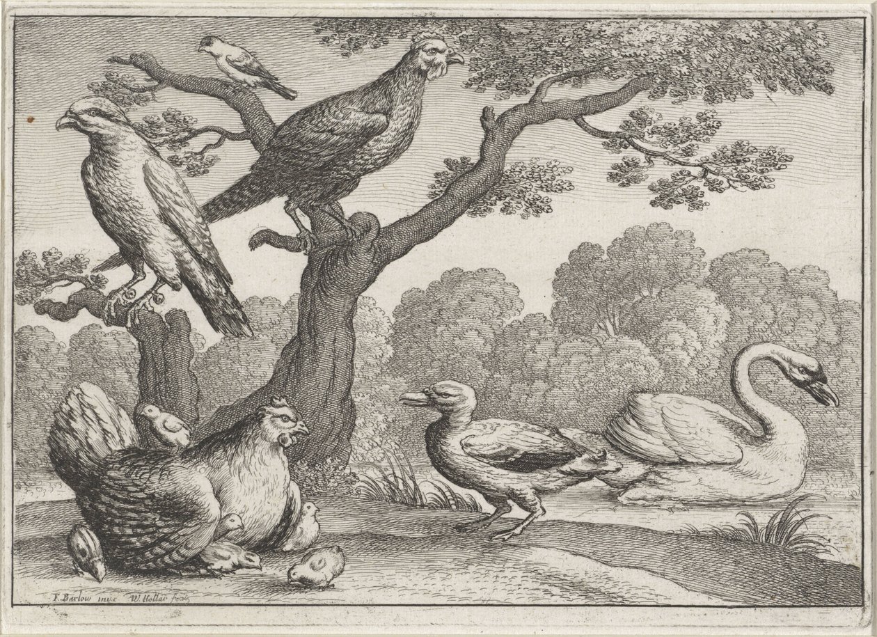 Labuť, kuře s kuřaty a další ptáci Různí ptáci (název série) od Wenceslaus Hollar