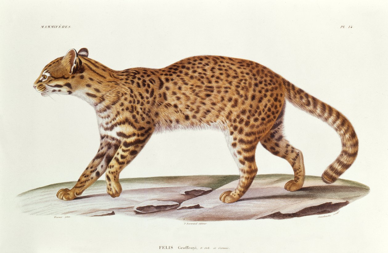 Geoffreys Cat (felis Geoffroyi) ilustrace z Voyage dans lAmerique Meridionale od Alcide dOrbigny, rytina Annedouche, 1847 od Werner Werner