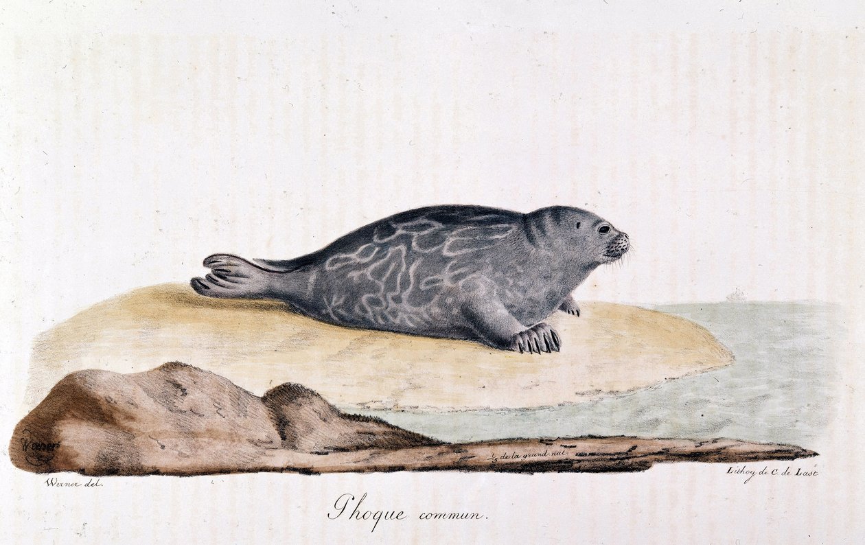 Seal commum - kresba Wernera od Werner Werner