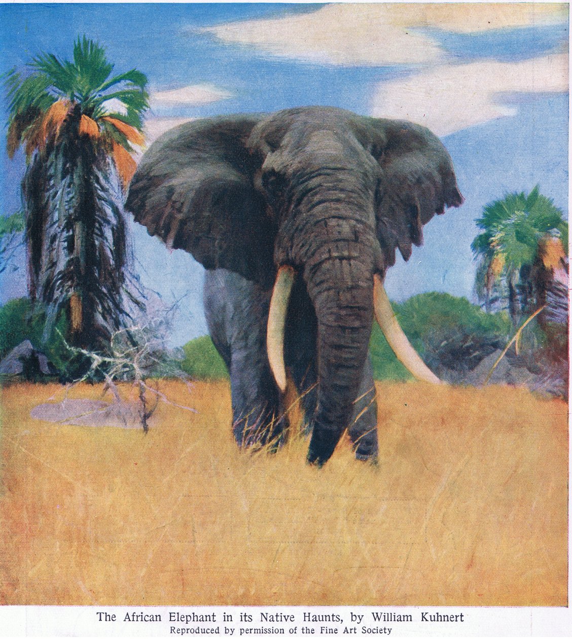 Slon africký ve svém rodném prostředí od Wilhelm Kuhnert