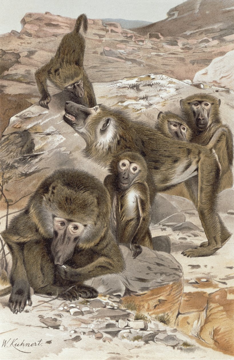 Pavián, deska z Brehmse Tierleben: Allgemeine Kunde des Tierreichs, svazek 1, s. 166, vydal Bibliographisches Institut, 1890 od Wilhelm Kuhnert