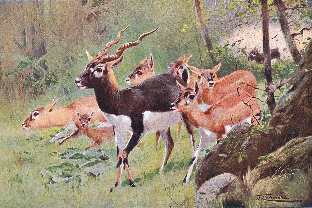 Black Buck, z Wildlife of the World vydané Frederick Warne & Co, c.1900 od Wilhelm Kuhnert