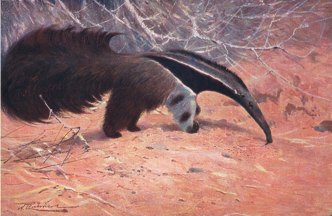 Great Ant Eater, z Wildlife of the World vydané Frederick Warne & Co, kolem roku 1900 od Wilhelm Kuhnert