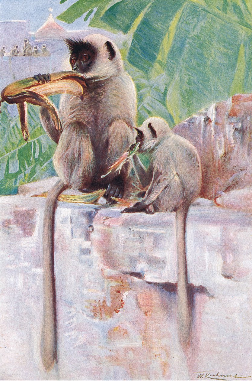 Hanuman Monkey, z Wildlife of the World vydané Frederick Warne & Co, kolem roku 1900 od Wilhelm Kuhnert