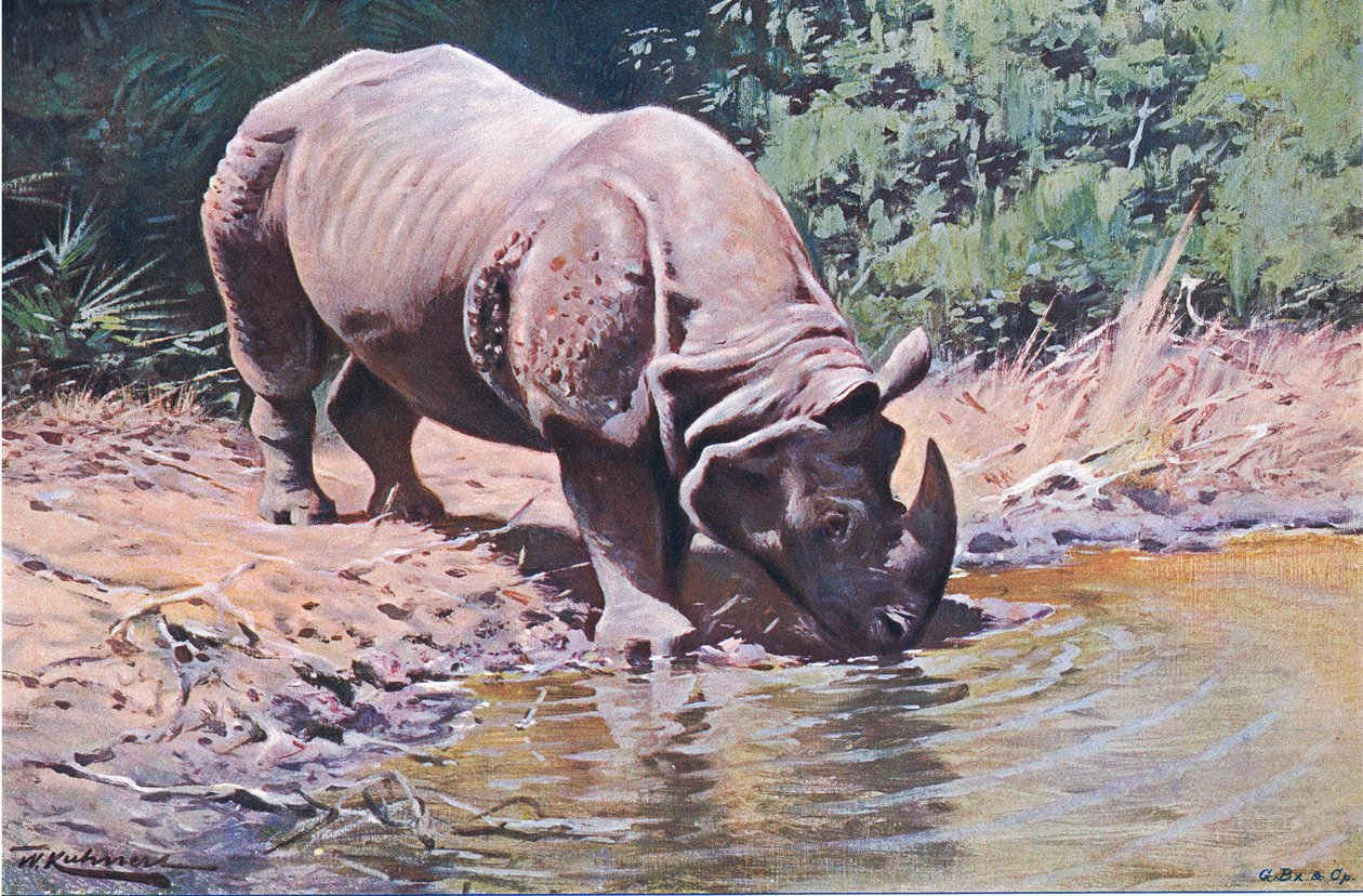 Indický nosorožec, z Wildlife of the World, vydaný Frederick Warne & Co, kolem roku 1900 od Wilhelm Kuhnert
