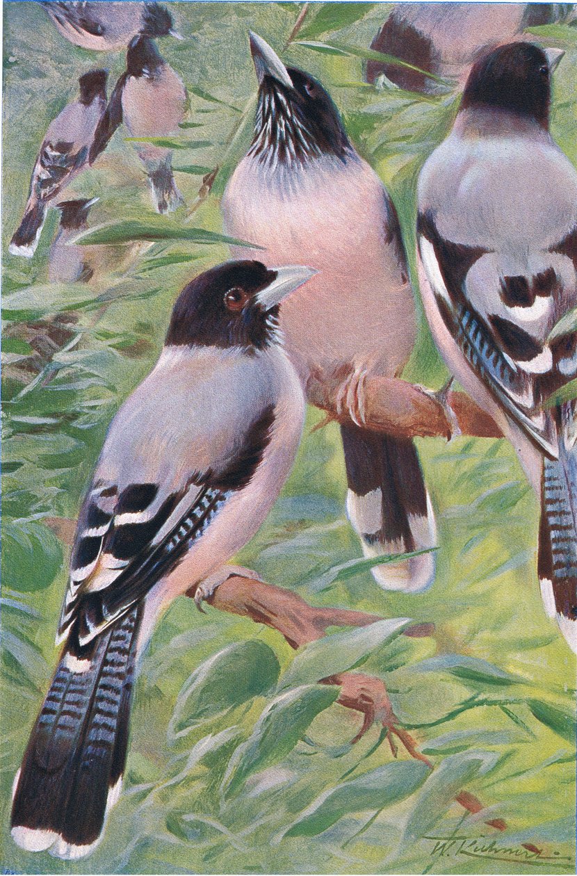 Lanceolated Jay, z Wildlife of the World vydané nakladatelstvím Frederick Warne & Co, kolem roku 1900 od Wilhelm Kuhnert