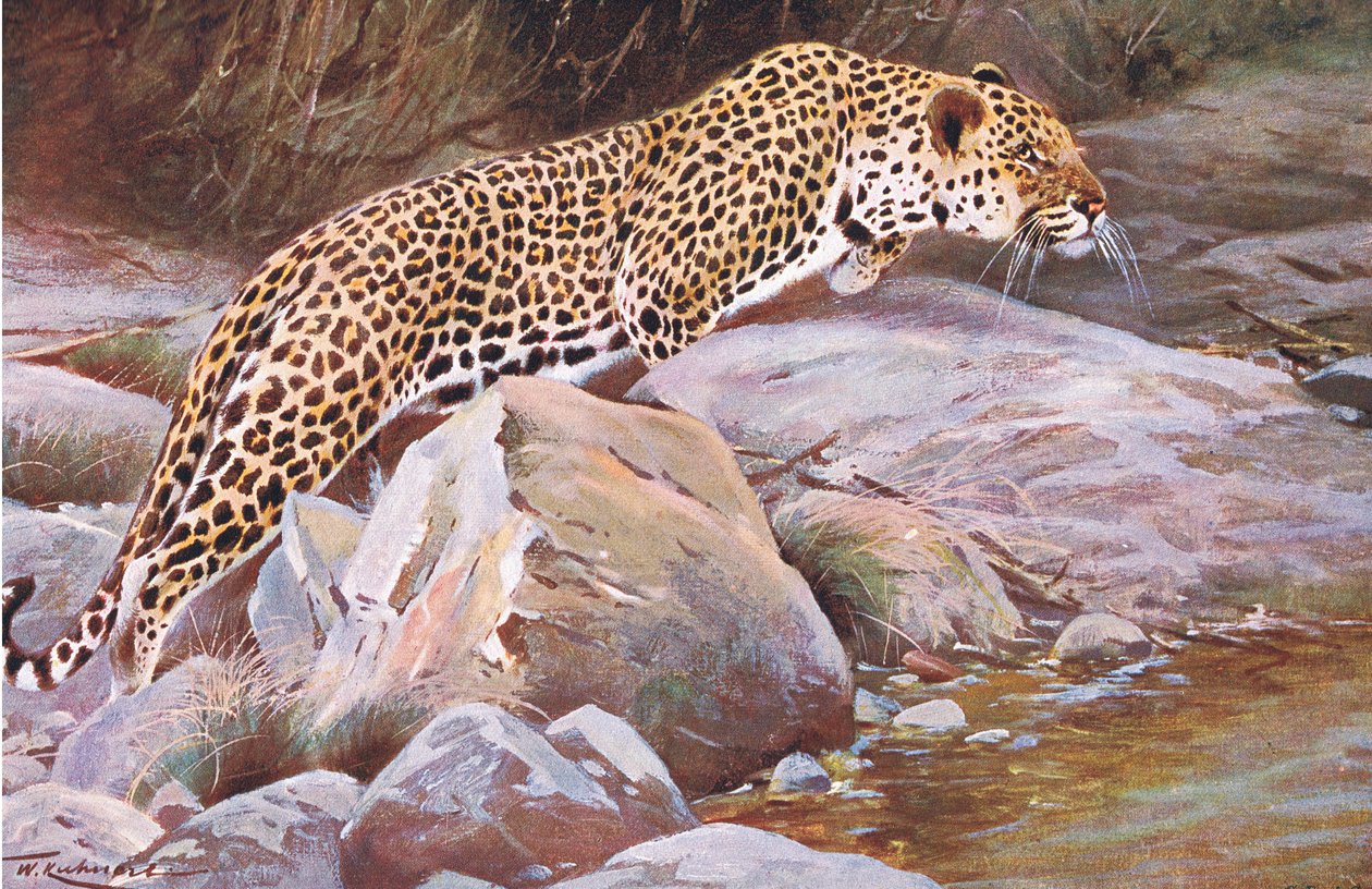 Leopard, z Wildlife of the World vydané Frederick Warne & Co, c.1900 od Wilhelm Kuhnert