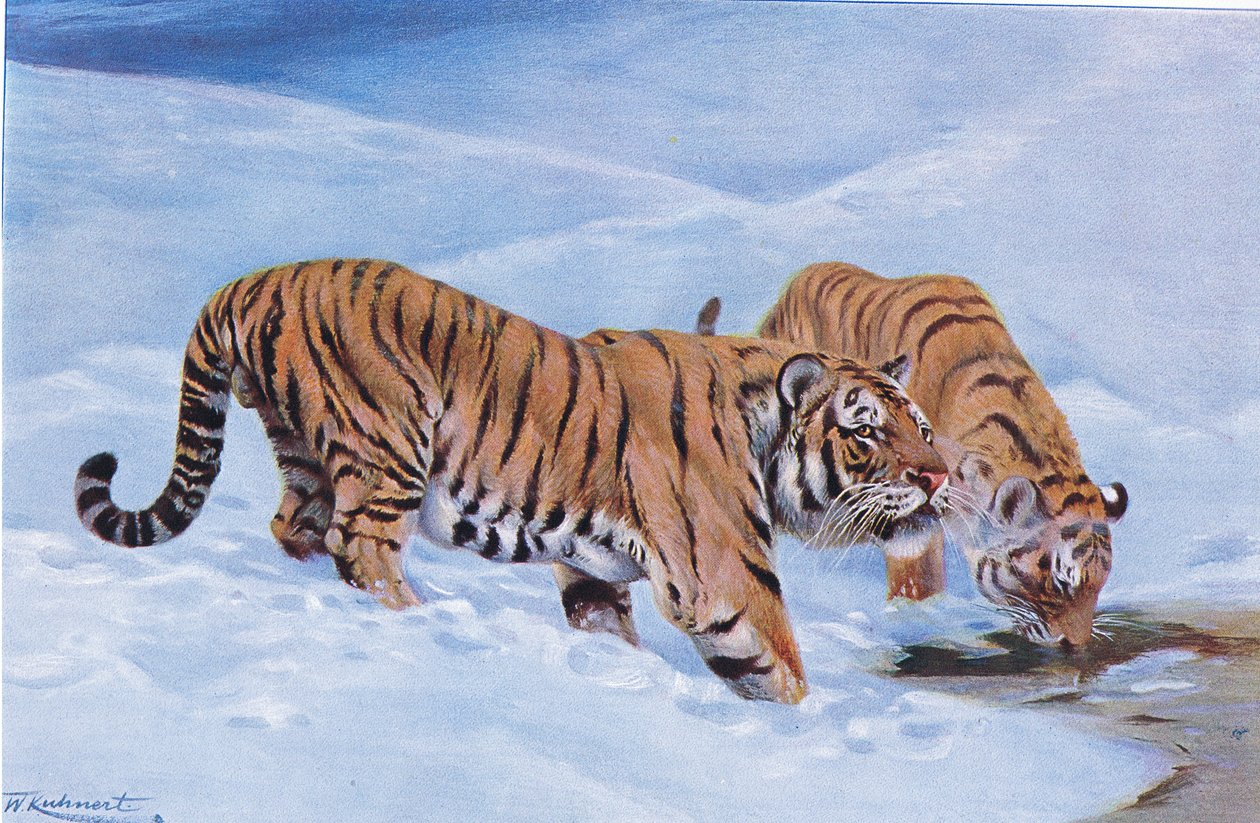 Manchurian Tiger, od Wildlife of the World, vydané Frederick Warne & Co, kolem roku 1900 od Wilhelm Kuhnert