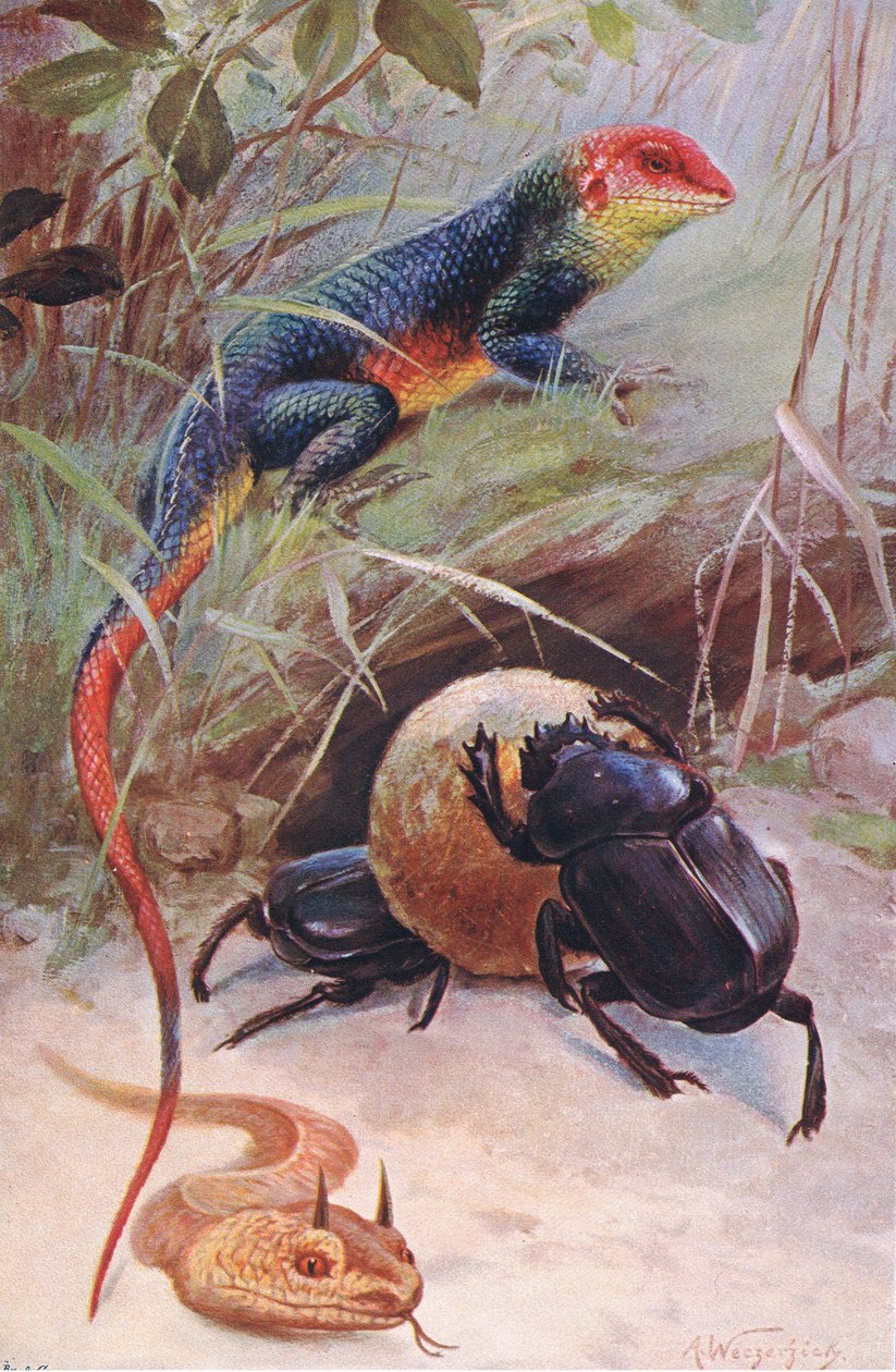 Gama, Horned Viper a Sacred Beetle, ilustrace z Wildlife of the World, kolem roku 1910 od Wilhelm Kuhnert