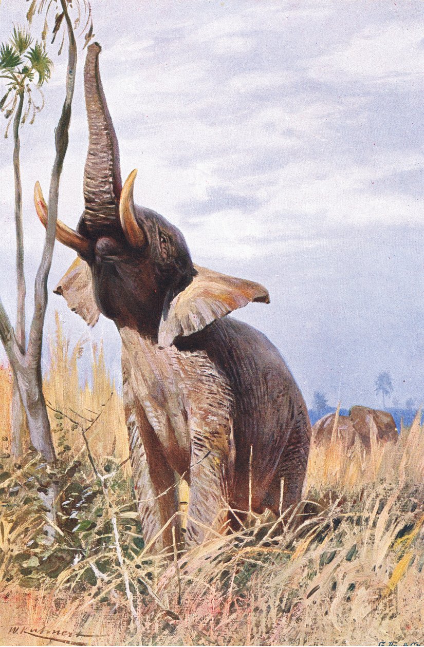 Slon africký, ilustrace z Wildlife of the World, c.1910 od Wilhelm Kuhnert