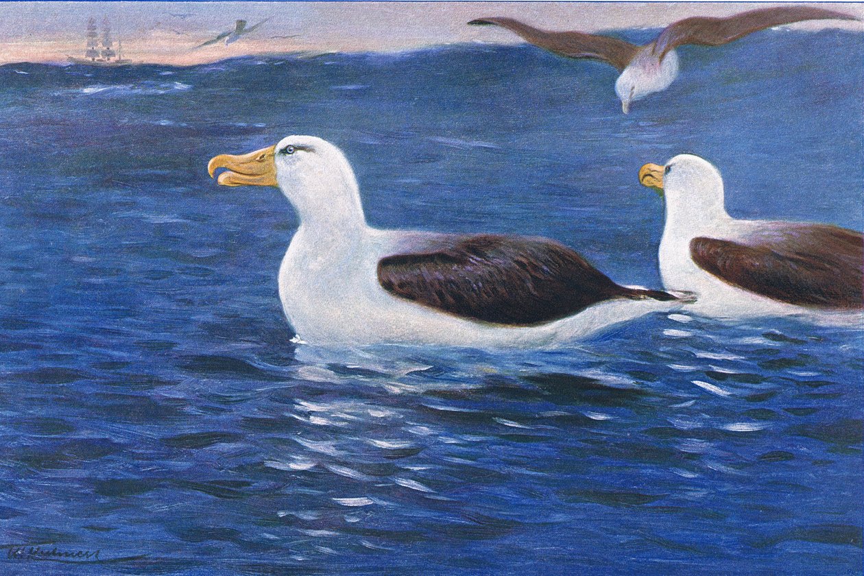 Albatros, ilustrace z Wildlife of the World, kolem roku 1910 od Wilhelm Kuhnert