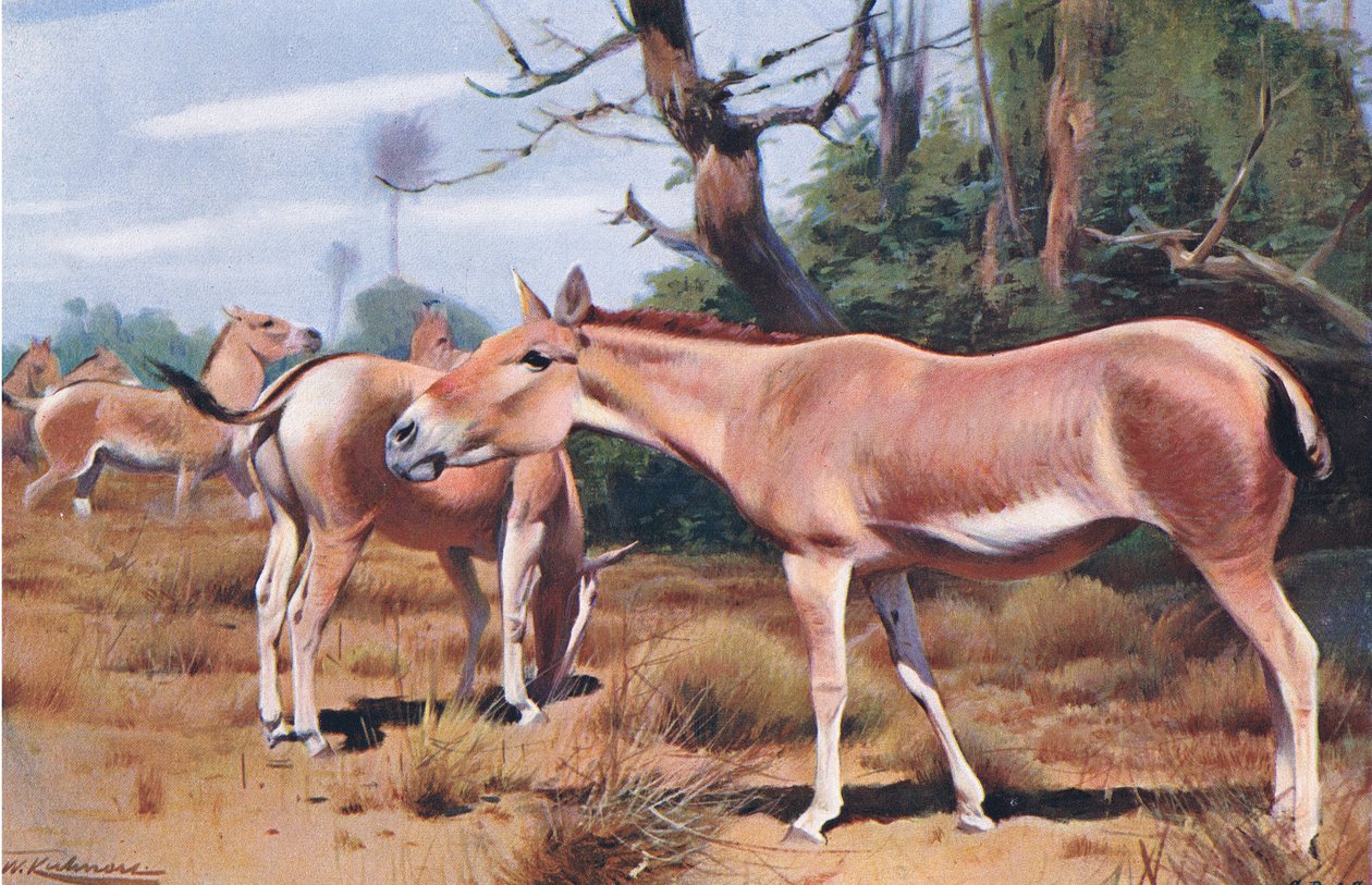 Asijský divoký osel, z Wildlife of the World vydané Frederick Warne & Co, kolem roku 1900 od Wilhelm Kuhnert