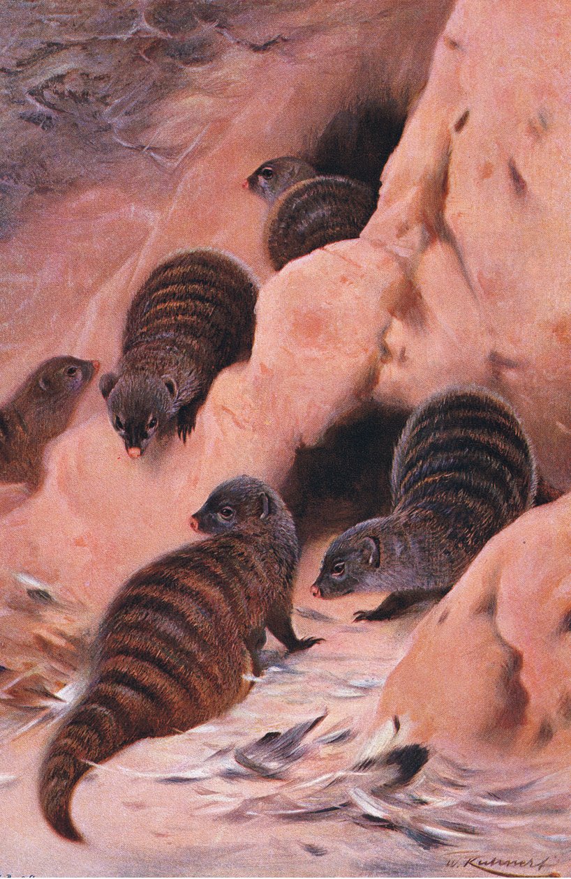 Mangusta páskovaná, ilustrace z publikaceWildlife of the World, cca 1910 od Wilhelm Kuhnert