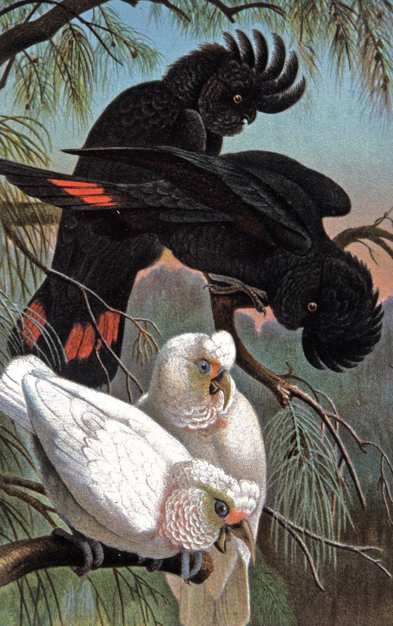 Kakadu Banks, kolem roku 1910 (ilustrace) od Wilhelm Kuhnert