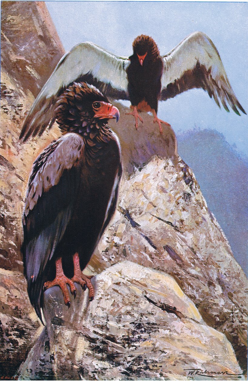 Bateleur Eagle, ilustrace z Wildlife of the World, kolem roku 1910 od Wilhelm Kuhnert