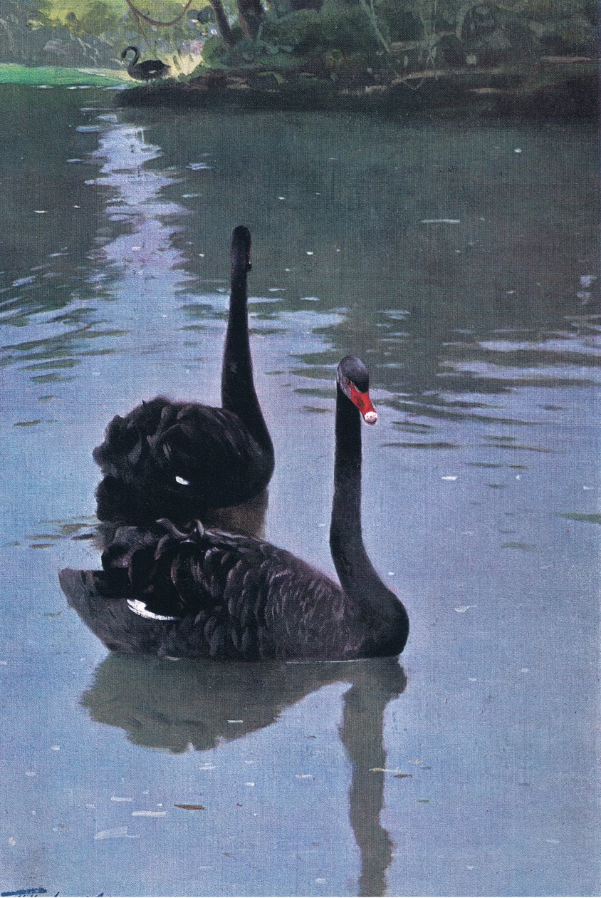 Černá labuť, ilustrace z Wildlife of the World, c.1910 od Wilhelm Kuhnert