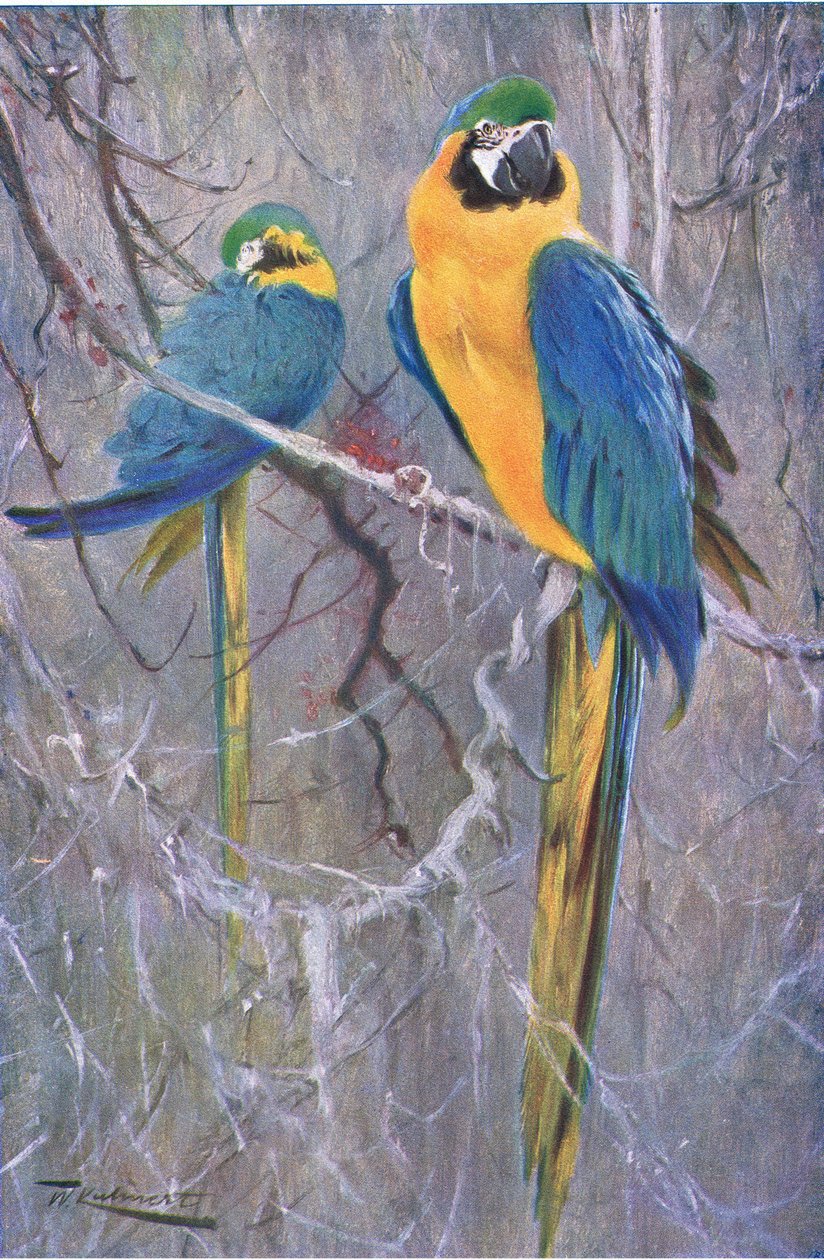 Modrý a žlutý papoušek, z Wildlife of the World vydané Frederick Warne & Co, kolem roku 1900 od Wilhelm Kuhnert
