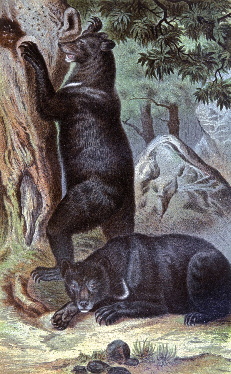 Medvědi hnědí, cca 1884 (chromo) od Wilhelm Kuhnert