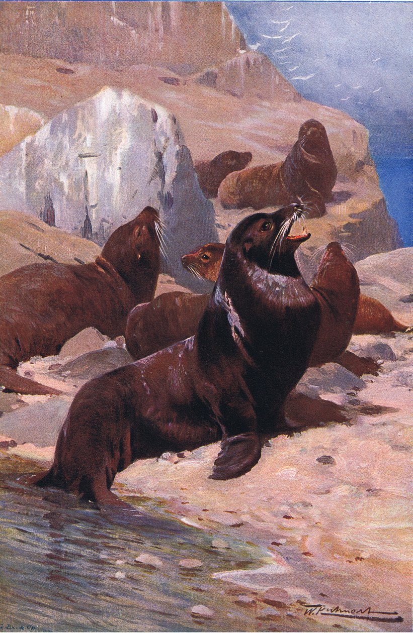 Kalifornský lachtan, z Wildlife of the World vydané Frederick Warne & Co, c.1900 od Wilhelm Kuhnert