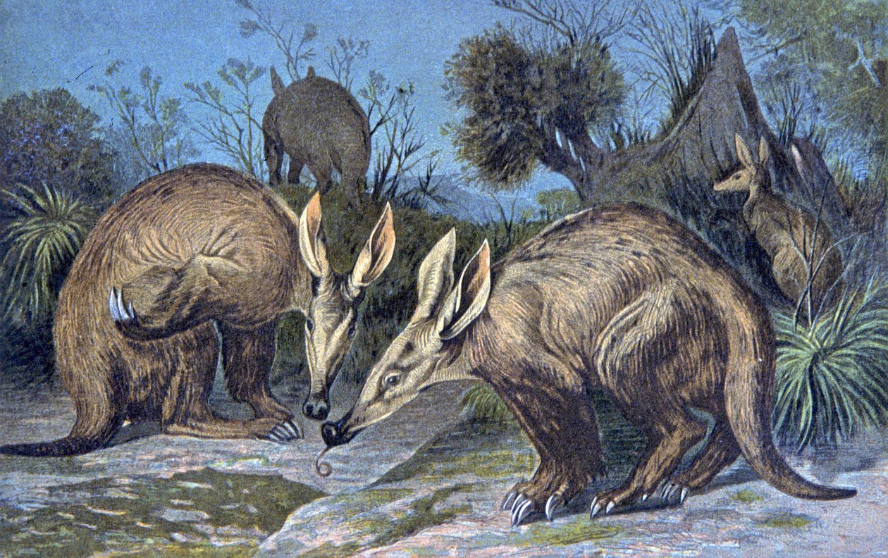 Cape Aardvark, hliněné prase od Wilhelm Kuhnert