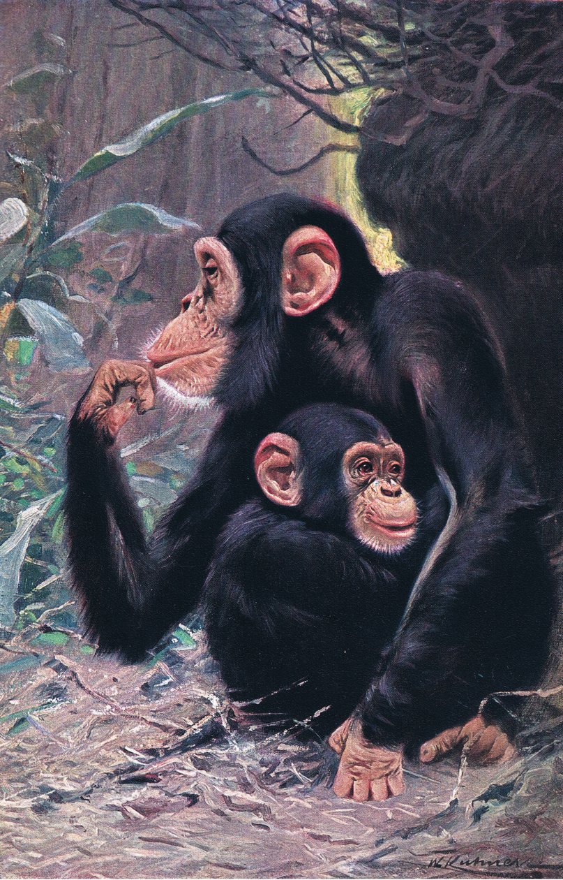 Šimpanz, ilustrace z publikaceWildlife of the World, cca 1910 od Wilhelm Kuhnert