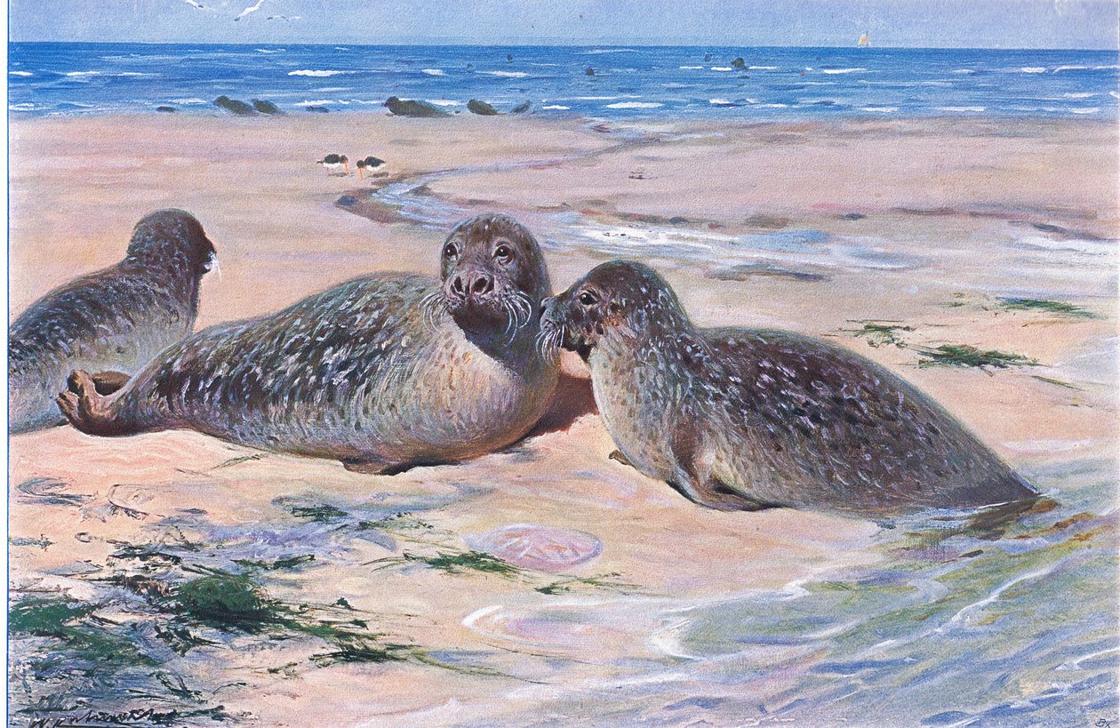 Common Seal, od Wildlife of the World, vydané Frederick Warne & Co, c.1900 od Wilhelm Kuhnert