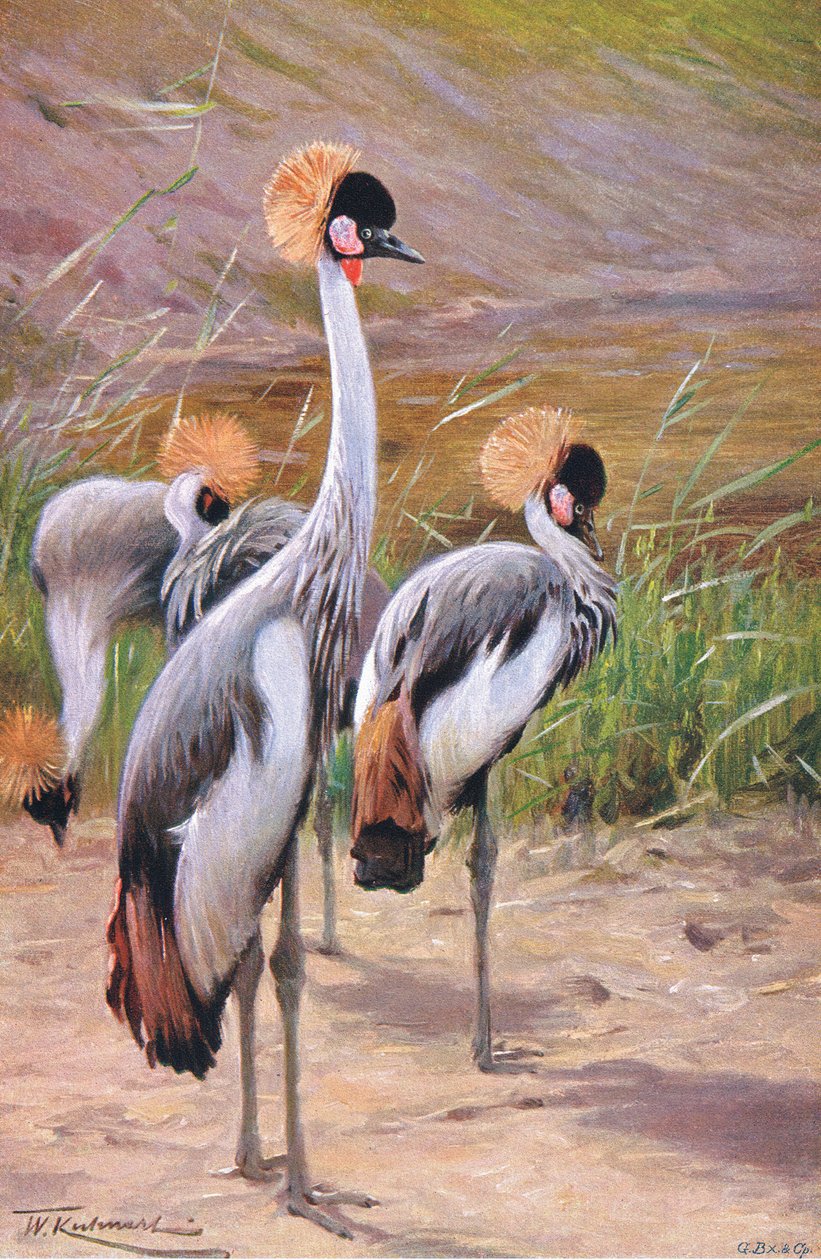 Crown Crane, ilustrace z Wildlife of the World, c.1910 od Wilhelm Kuhnert