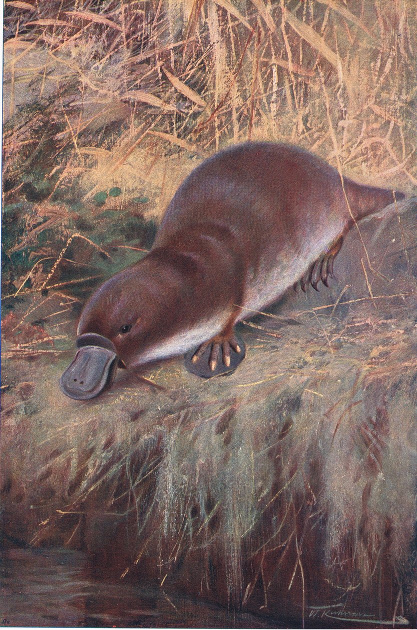 Duckbill, ilustrace z Wildlife of the World, c.1910 od Wilhelm Kuhnert
