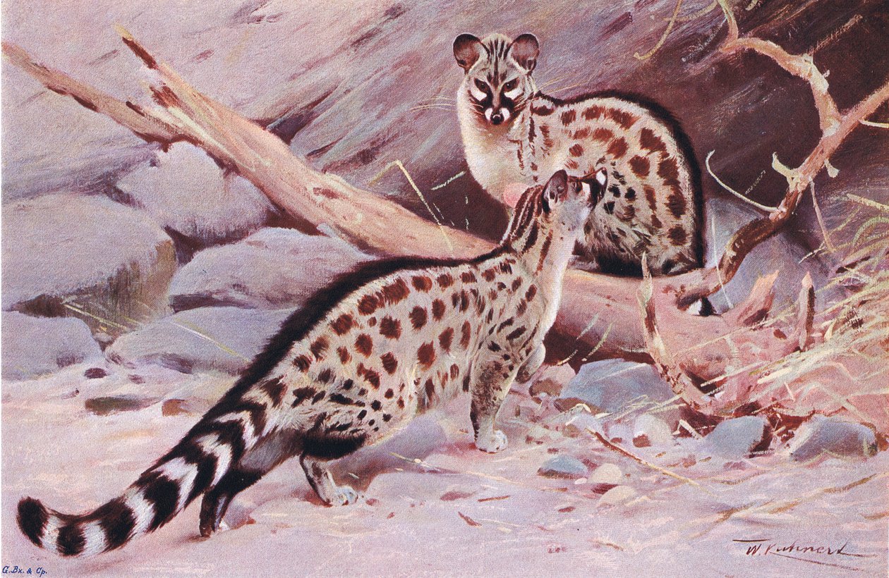 Dungola Genet, ilustrace z Wildlife of the World, kolem roku 1910 od Wilhelm Kuhnert