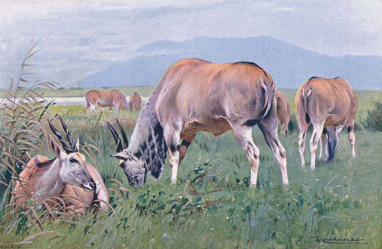 Eland, ilustrace z Wildlife of the World, kolem roku 1910 od Wilhelm Kuhnert