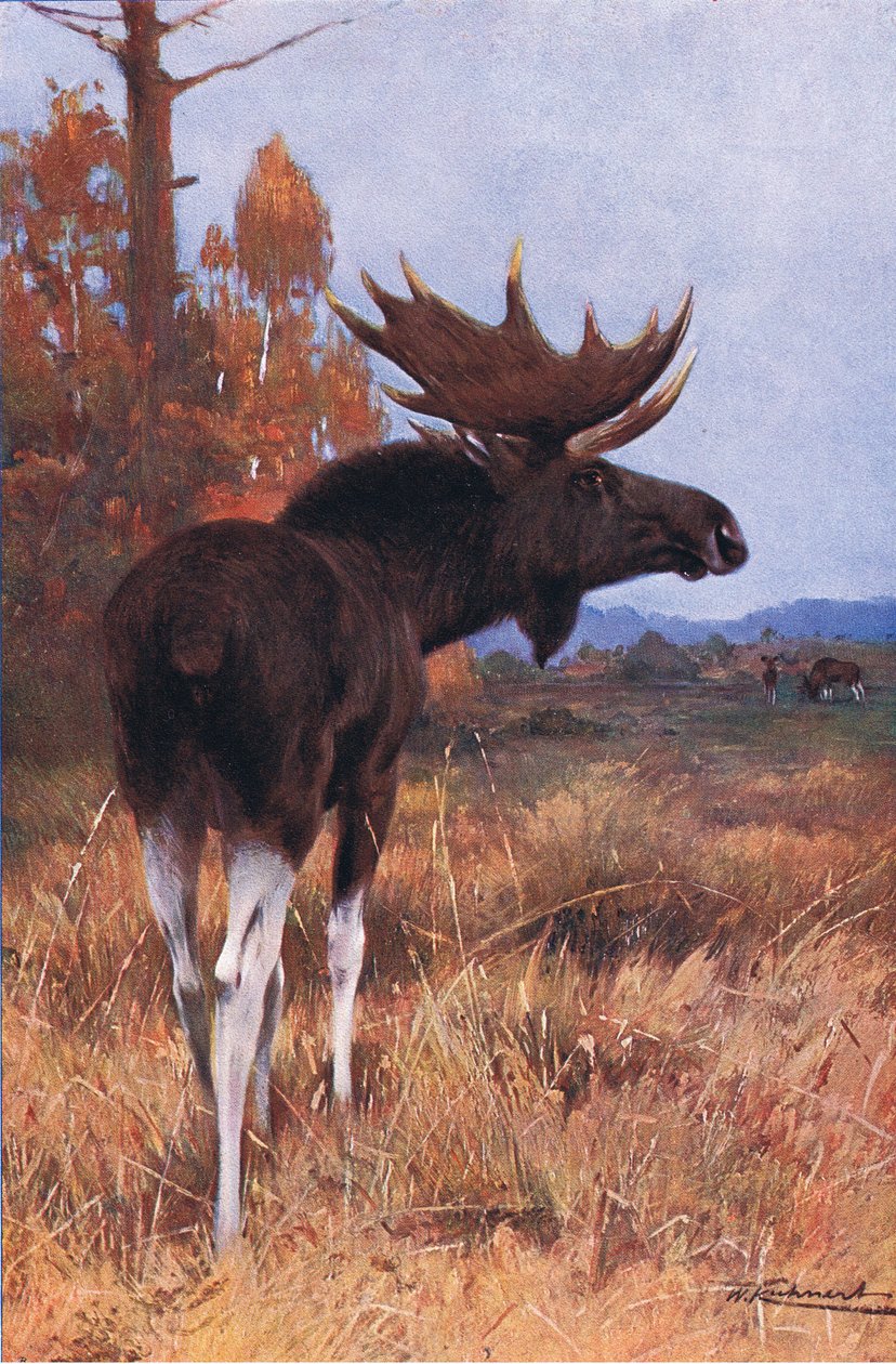 Elk or Moose, z Wildlife of the World vydané nakladatelstvím Frederick Warne & Co, kolem roku 1900 od Wilhelm Kuhnert