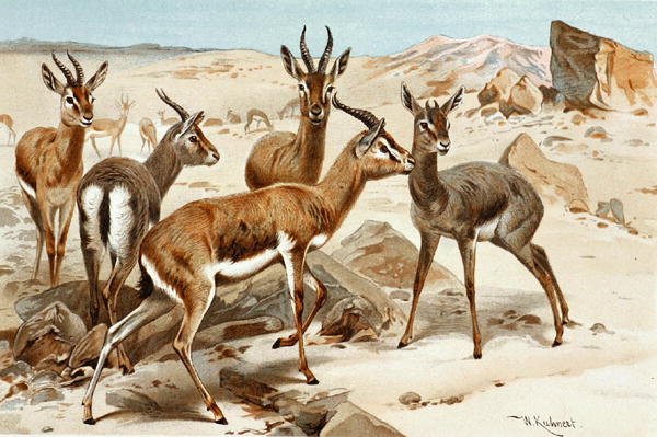 Gazely, deska z "Brehms Tierleben: Allgemeine Kunde des Tierreichs", sv. 3, str. 9, vydal Bibliographisches Institut od Wilhelm Kuhnert