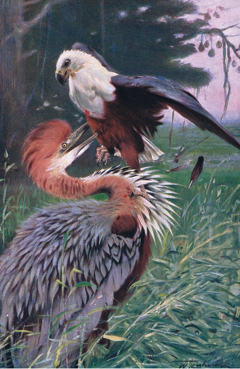 Obrovská volavka a mořský orel, ilustrace z Wildlife of the World, c.1910 od Wilhelm Kuhnert